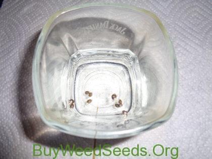 germinate old marijuana seeds