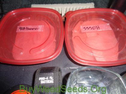 marijuana germinating old seeds