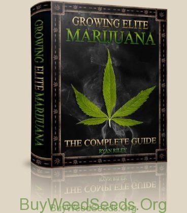 growing elite marijuana