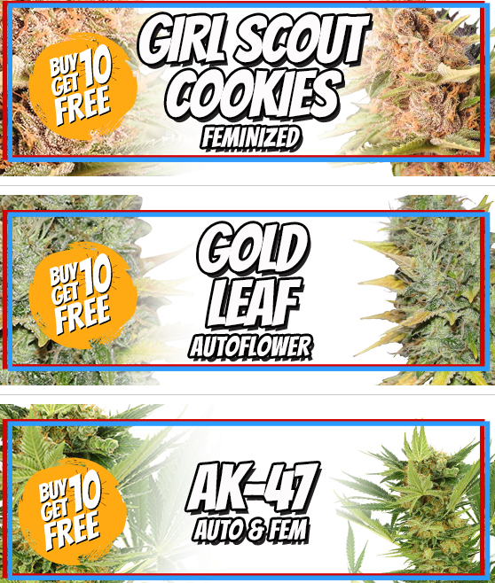 Gold Leaf Seeds on sale