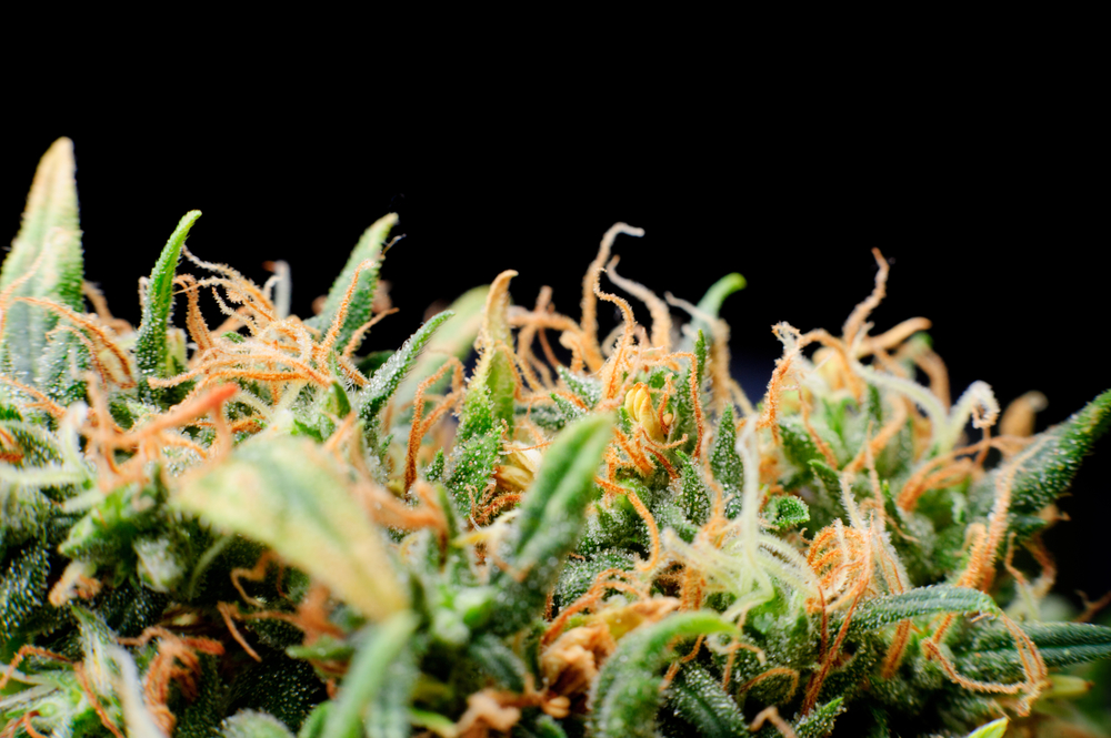 close up of medical marijuana