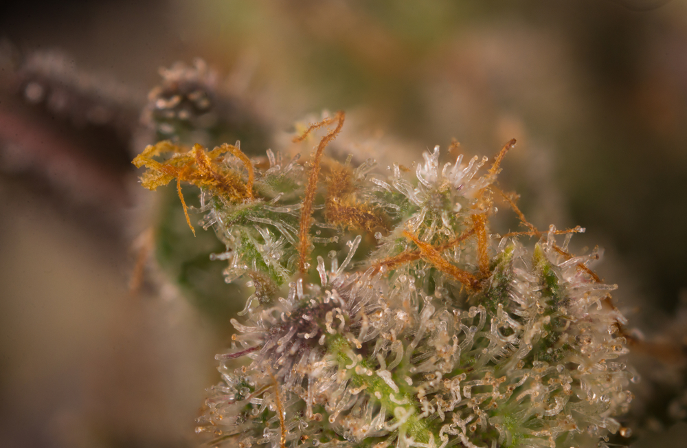 Macro detail of cannabis bud