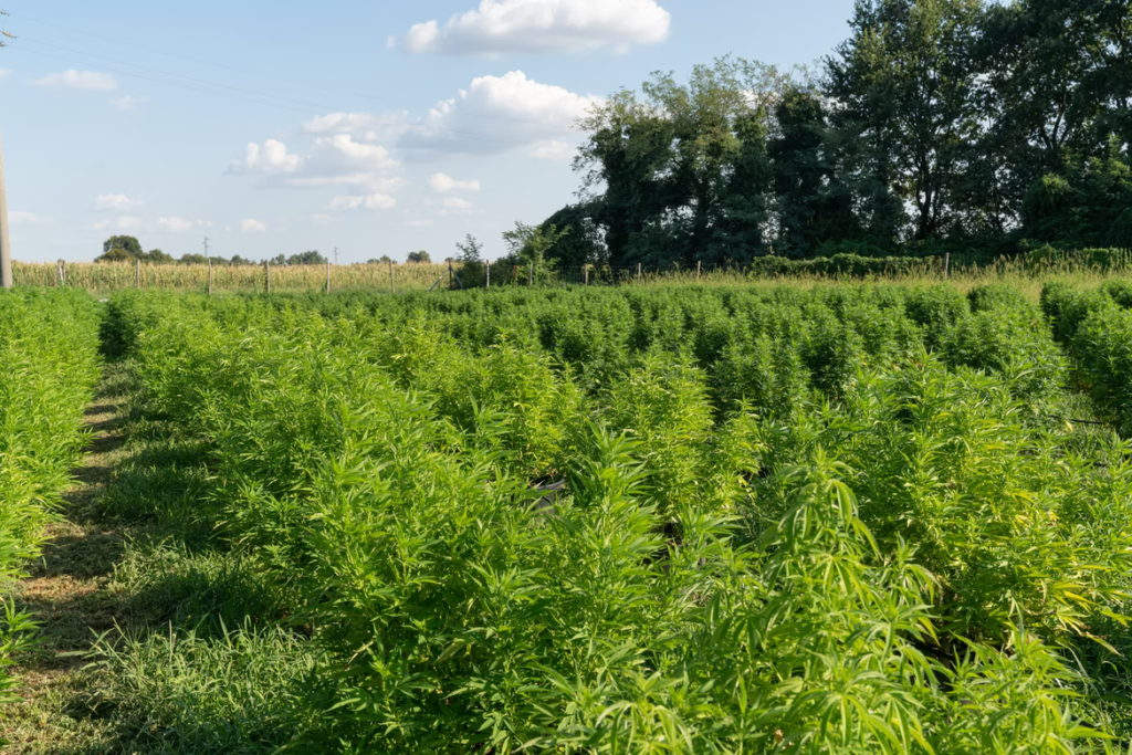 A field of weed plants