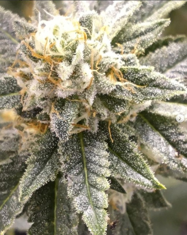 the strain fruit pie from Pacific Northwest Growers