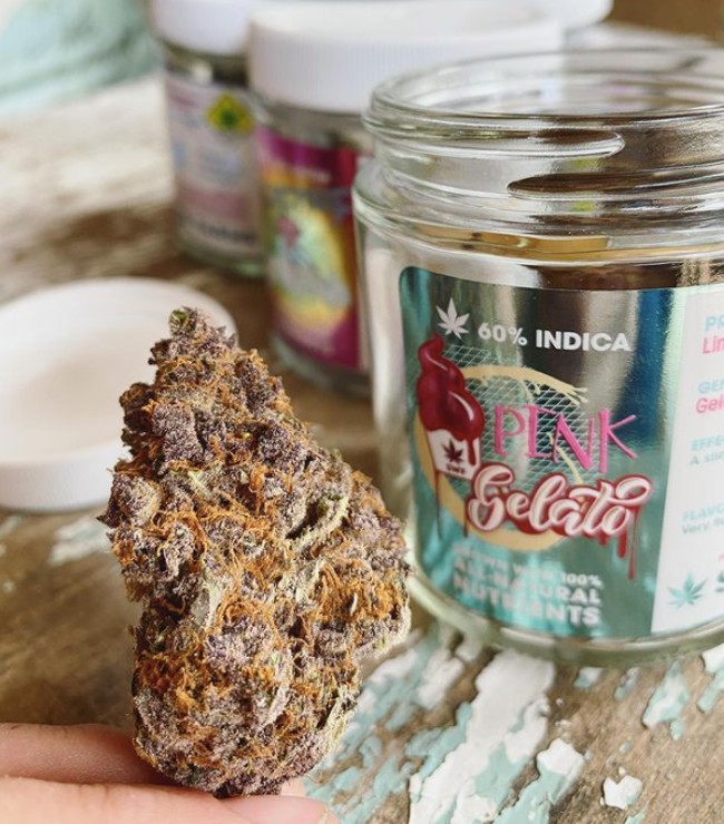the cannabis strain pink gelato from sweetwater farms